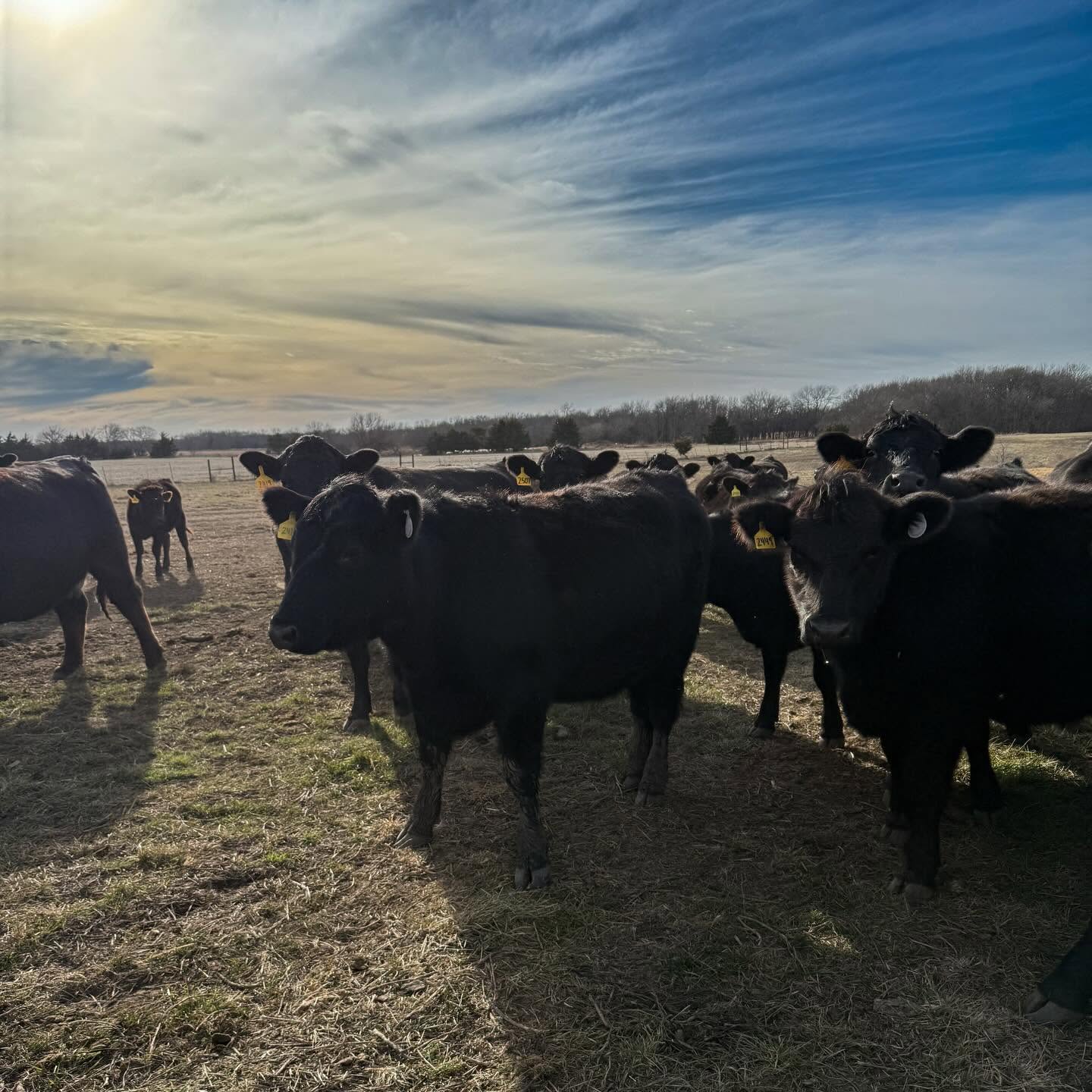 Wagyu cattle grazing in a Coffey County, Kansas pasture at golden hour